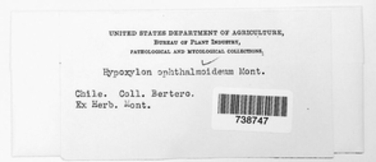 Hypoxylon ophthalmidium image